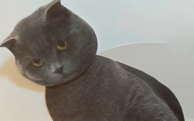 立体卡-猫2